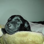 Tag 4 - Rüde schwarz