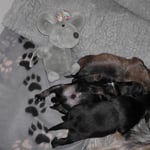 31.10.12 Verdauungsschläfchen