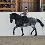 Reitkunst Passage Murgese Tamara Wittkopf