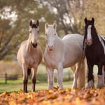 Tinker, Falbe, Lusitano, Schecke