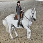 P.R.E. Piaffe Reitkunst Tamara Wittkopf