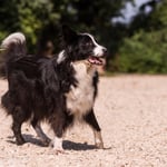 Unser Hund "Chico"- Border Collie