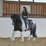 Tinker Irish Cob Halsring Tamara Wittkopf Reitkunst