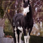 Cruzado-Portugues "Nostalgioso Harlekin"