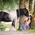 Tinker, Hengst, Schecke