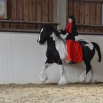 Tinker Irish Cob Passage Reitkunst Tamara Wittkopf Halsring