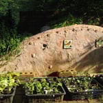 庭で苗づくりをする