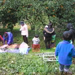 冬はみかん山で、無農薬みかんとりほうだい