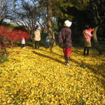 いちょうのじゅうたん・秋の森