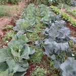 キャベツとブロッコリー