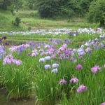谷には色とりどりの花が咲く