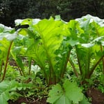 赤カブの葉っぱ