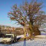 Baumpflege im Winter