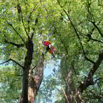 Baumpflege / Seilarbeit