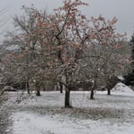 Ferienwohnung Dietsch in Vestenbergsgreuth mit E-Auto Ladestation für Gäste, im Naturpark Steigerwald in Franken/Mittelfranken, Der Winterapfel