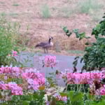 Ferienwohnung Dietsch Vestenvergsgreuth im Naturpark Steigerwald, in Franken/Mittelfranken mit E-Auto Ladestation für Gäste. Wildgans auf der Straße