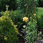 FeWo Dietsch Vestenbergsgreuth mit Elektroauto Ladestation für Gäste, Naturpark Steigerwald in Franken/Mittelfranken, gelbe Rose