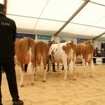 Kat. 5 Swiss Fleckvieh