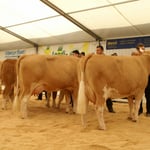 Kat.6, Rang 1, CARINA, Messerli Christian