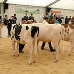 Miss Schurtis Acme HONEY und Vizerindermiss CANARIA, Wittwer Beat