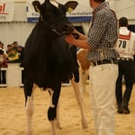 Zwysa-Farm Acme IVANA, Zwygart Franzsika