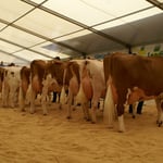 Kat.14, Rang 1, TAMARA von Kipfer Fritz