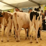 Kat.8 Rang 1, Schurtis Acme HONEY