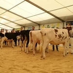 Kat. 7, Rang 1, ERAINA von Thomet Michelle