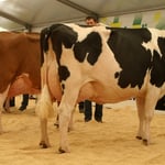 Kat.15, Rang 1, Eichof Carisma WHISTLER, Weber Christian + Madlen