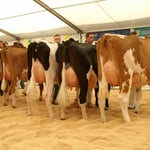 Kat.4, Rang 1, SATURNA BG Rytz + Büschi