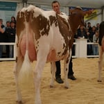 Junior Schöneuter BALENE von Kipfer Fritz