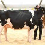 Junior Miss Mattenhof Sid HOCHZEIT