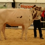 Kat.8, Rang 2, CANARIA Wittwer Beat