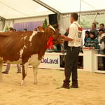 Kat.13, Rang 2, JOYA Schweizer Hansruedi