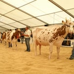 Kat.16, Rang 1, Savard JIPSY von Bolz Daniel