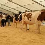 Line Up mit Mollanges Director SABRINA, Miss Mittelland 2014, Junker Marc + Erhard