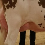 Junior Schöneuter BALENE von Kipfer Fritz