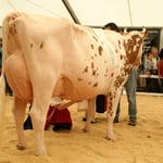 Schöneutersiegerinn JIPSY