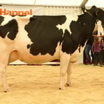 Kat.15, Rang 1, Eichof Carisma WHISTLER, Weber Christian + Madlen