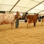 Line Up mit Savard JIPSY, Miss Schöneuter 2014, Bolz Daniel