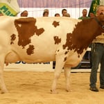 Kat.15, Günter's Red-Boy BRUENETTE