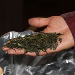 今回の染め具に利用した“荒茶（あらちゃ）”