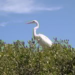 Silberreiher (Casmerodius albus)