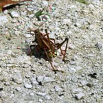 Purer Sex - Heuschrecken bei der Kopulation