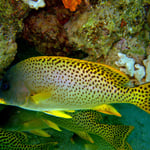 Schwarztupfen-Süsslippe (Berenice) © 2008