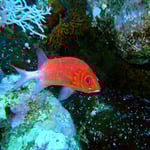 Weißsaum-Soldatenfisch (Berenice) © 2008