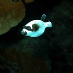 Masken-Kugelfisch (Berenice) © 2008