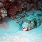 Riesenkugelfisch (Marsa Alam) © 2006