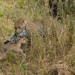 Leopard is playing with young Reedbuck before it kills. Masai Mara National Reserve, Kenya     © Stephan Stamm