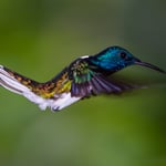 Nature Pavilion Park La Virgen (Costa Rica) - White-necked Jacobin (Male)      © Stephan Stamm